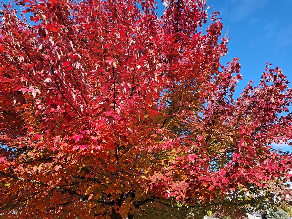 Red leaves