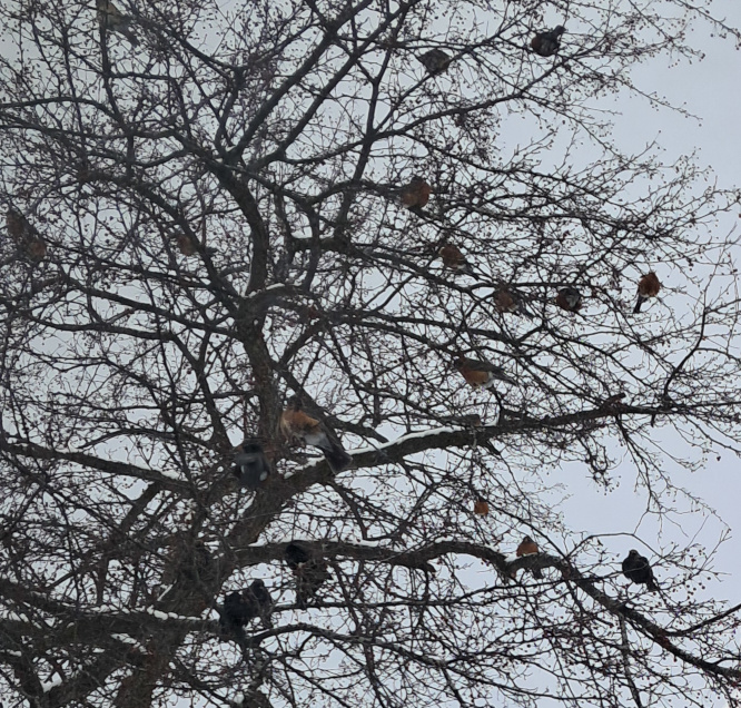 Birds in a tree in winter